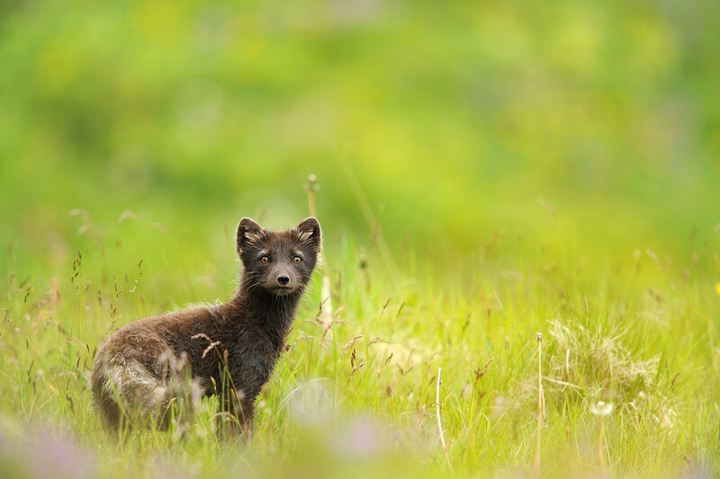 Black Fox Kit