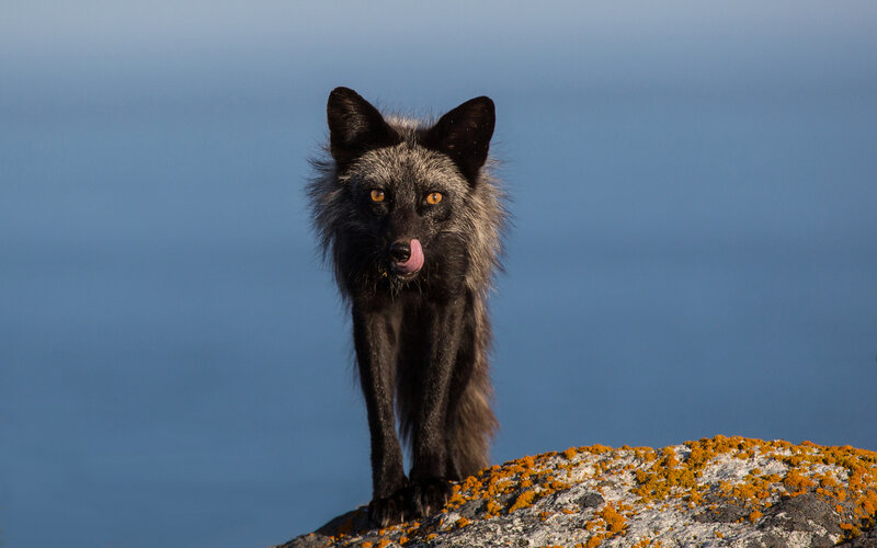 Black Fox Licking Nose