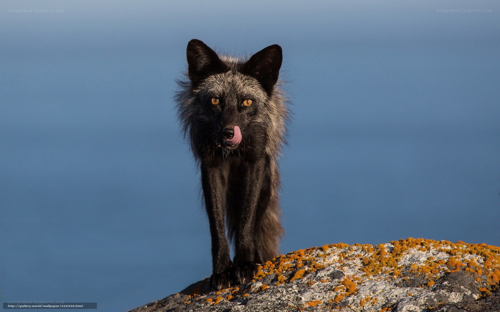 black fox on a rock