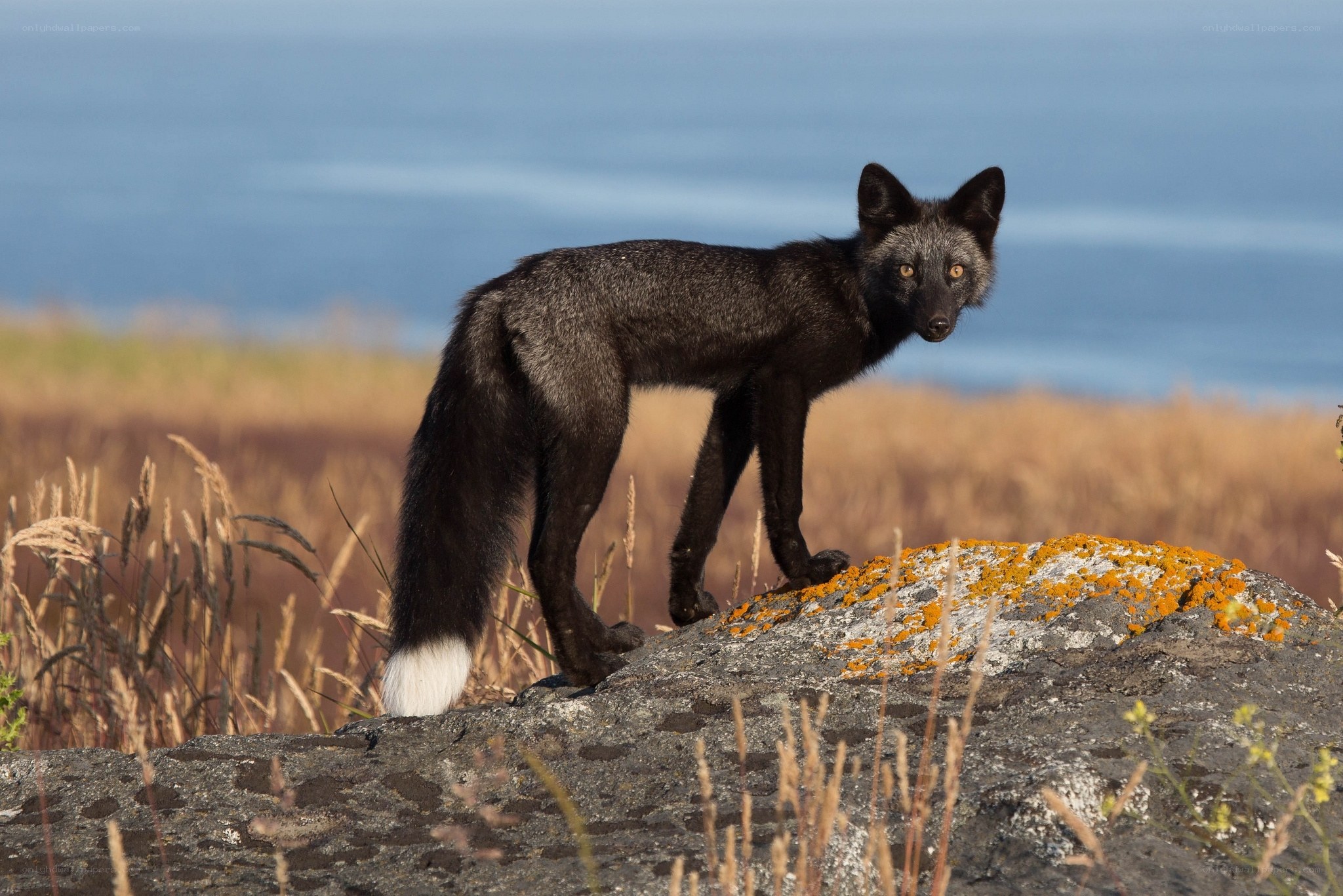 Black fox on a rocky outcrop