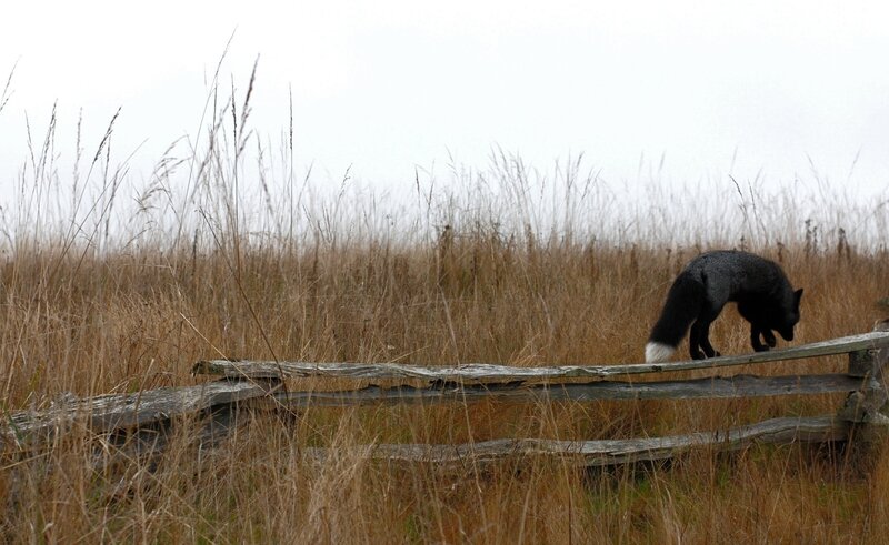 Black Fox on Fence