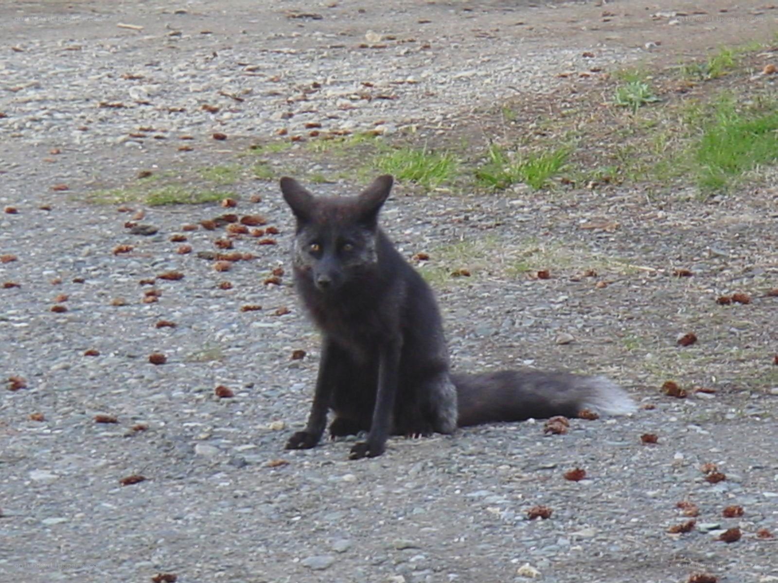 black fox on gravel path