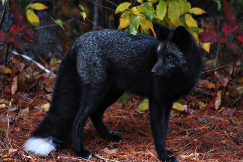 Black Fox with White Tail