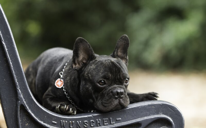 Black French Bulldog — Calm, Afternoon, Photograph