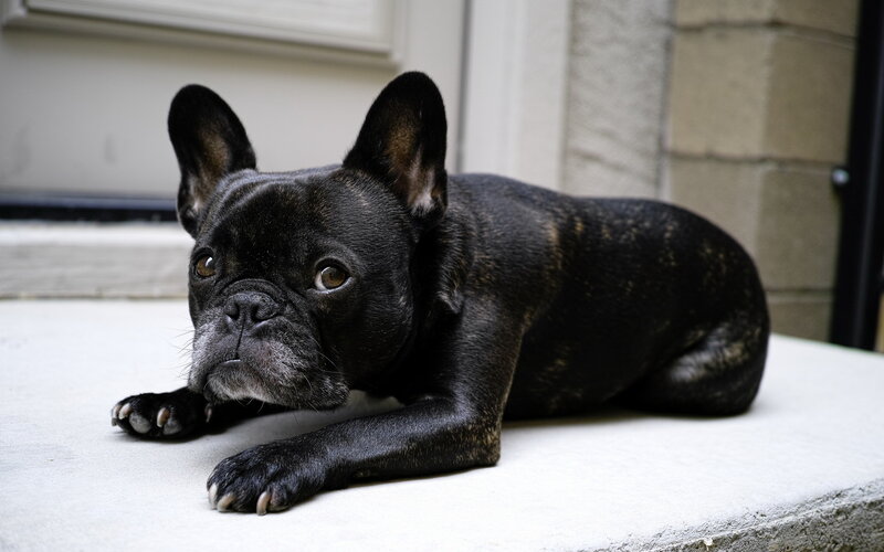 Black French Bulldog — Calm, Photograph