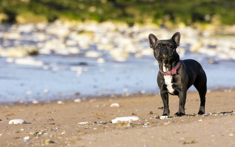 Black French Bulldog — Calm