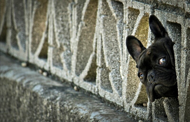 Black French Bulldog — Curious