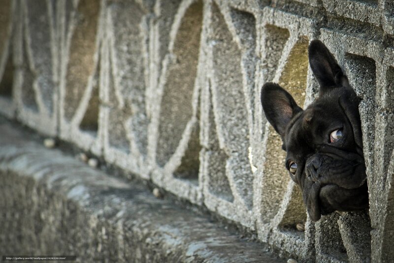 Black French Bulldog — Gray