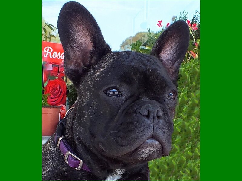 Black French Bulldog — Green