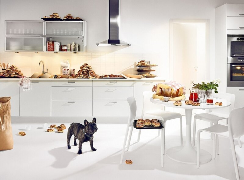 Black French Bulldog in Kitchen