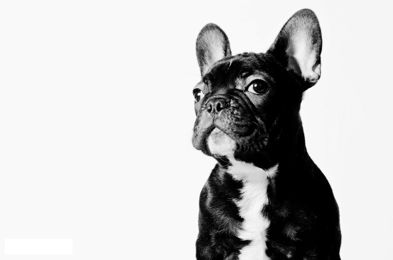Black French Bulldog — Neutral