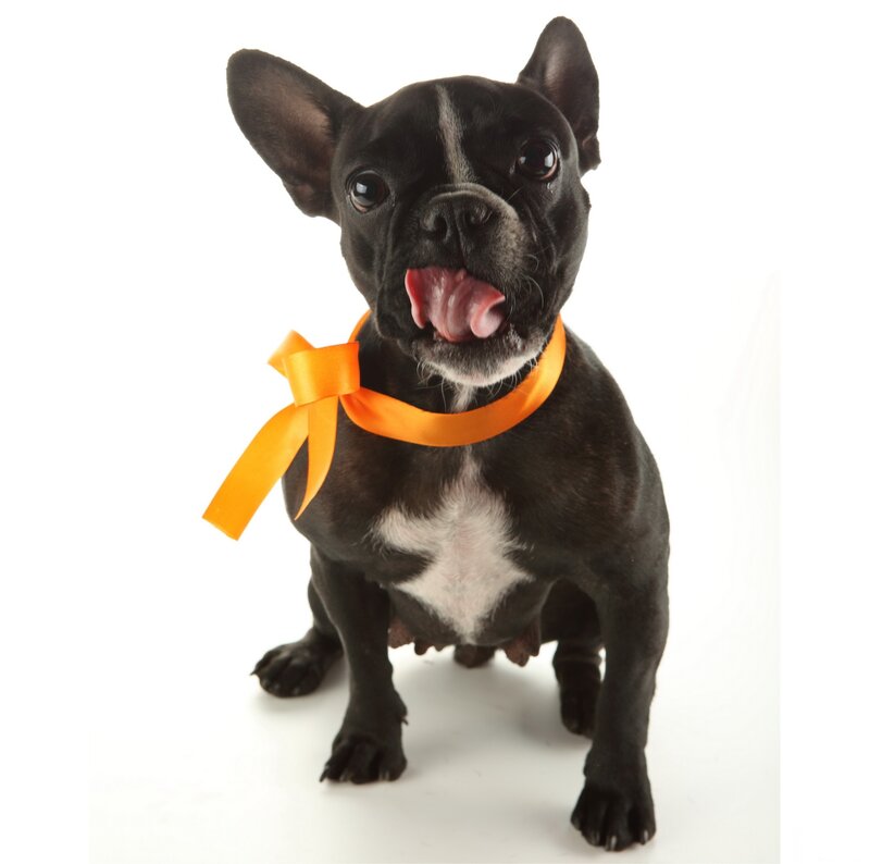 Black French Bulldog — Playful