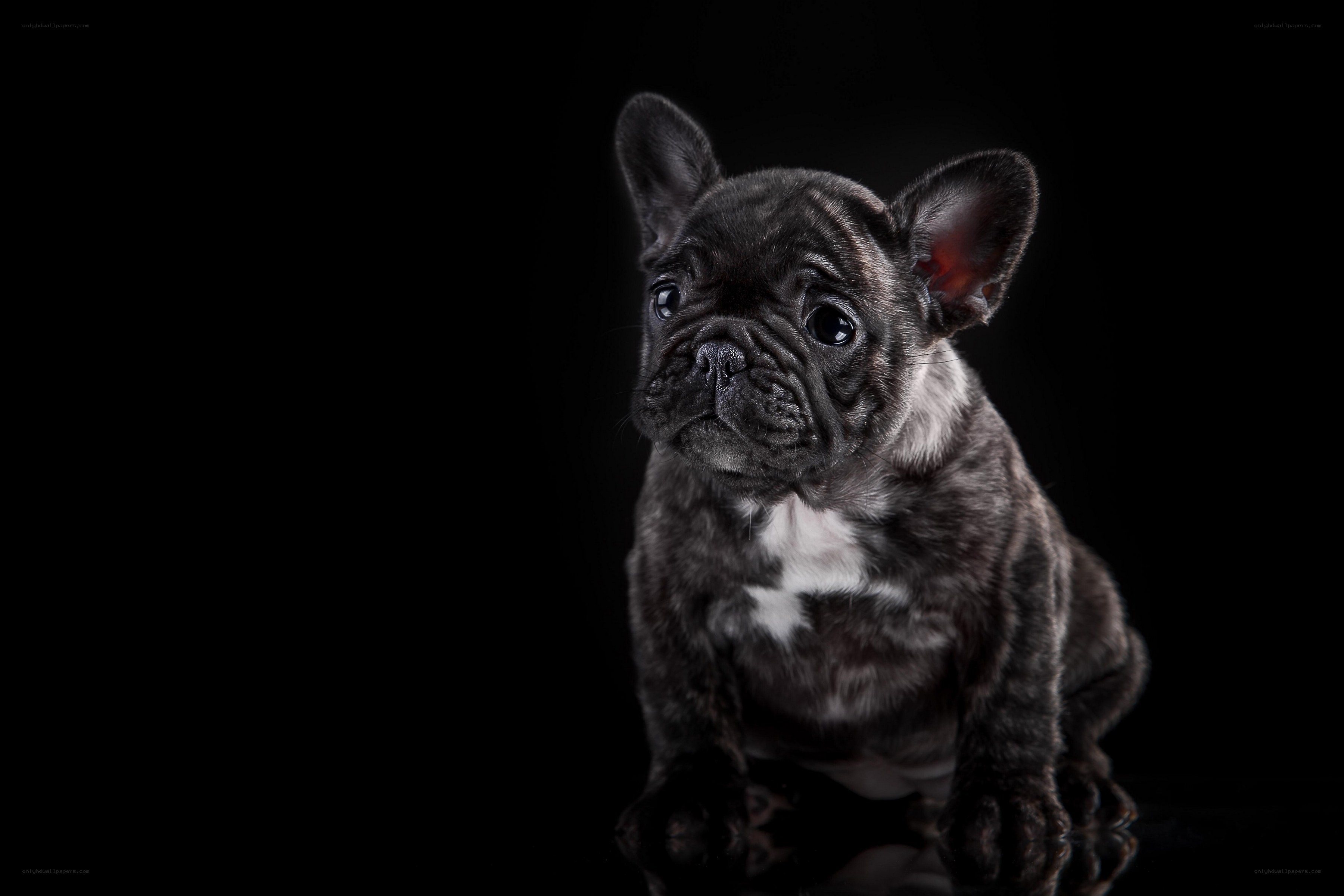black french bulldog puppy