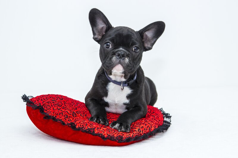 black french bulldog puppy