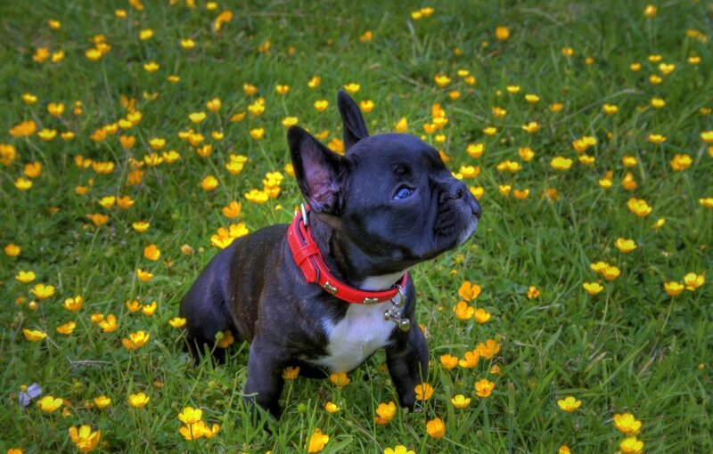 Black French Bulldog Puppy — Calm, Afternoon