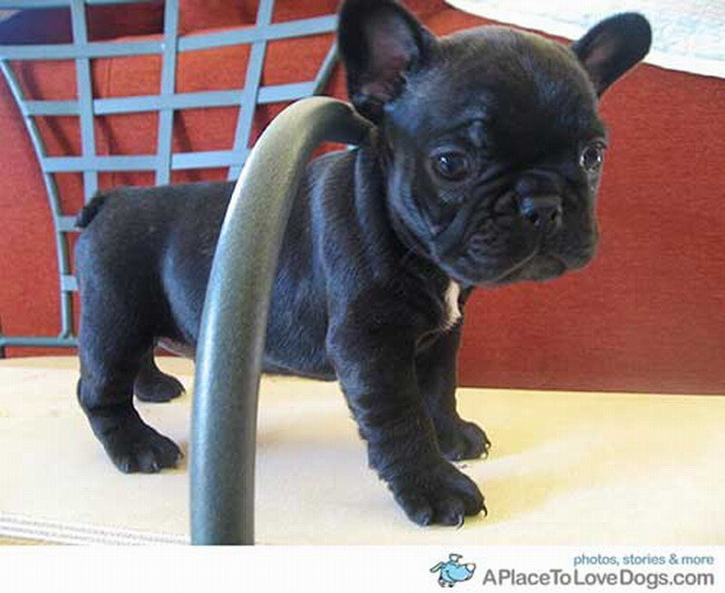 Black French Bulldog Puppy — Calm