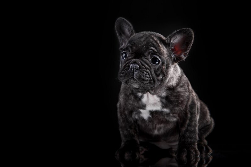 Black French Bulldog Puppy — Dramatic