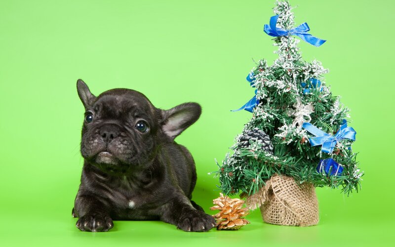 Black French Bulldog Puppy — Green, Festive