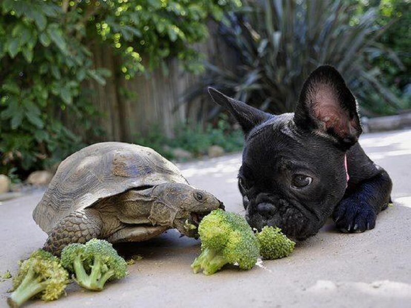 Black French Bulldog Puppy — Green