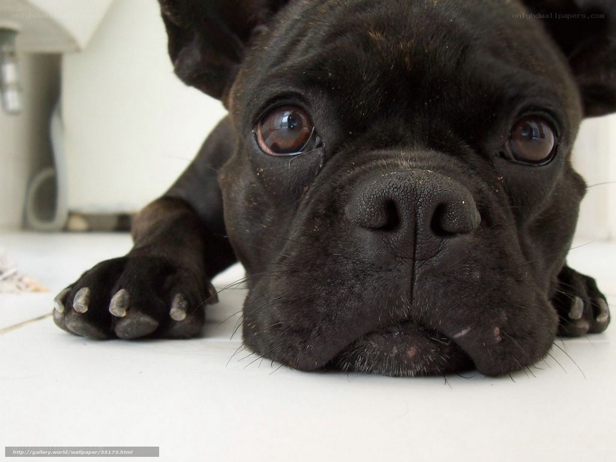 black french bulldog puppy