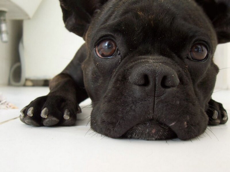 black french bulldog resting