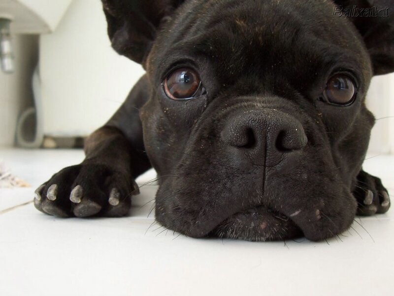 black french bulldog resting