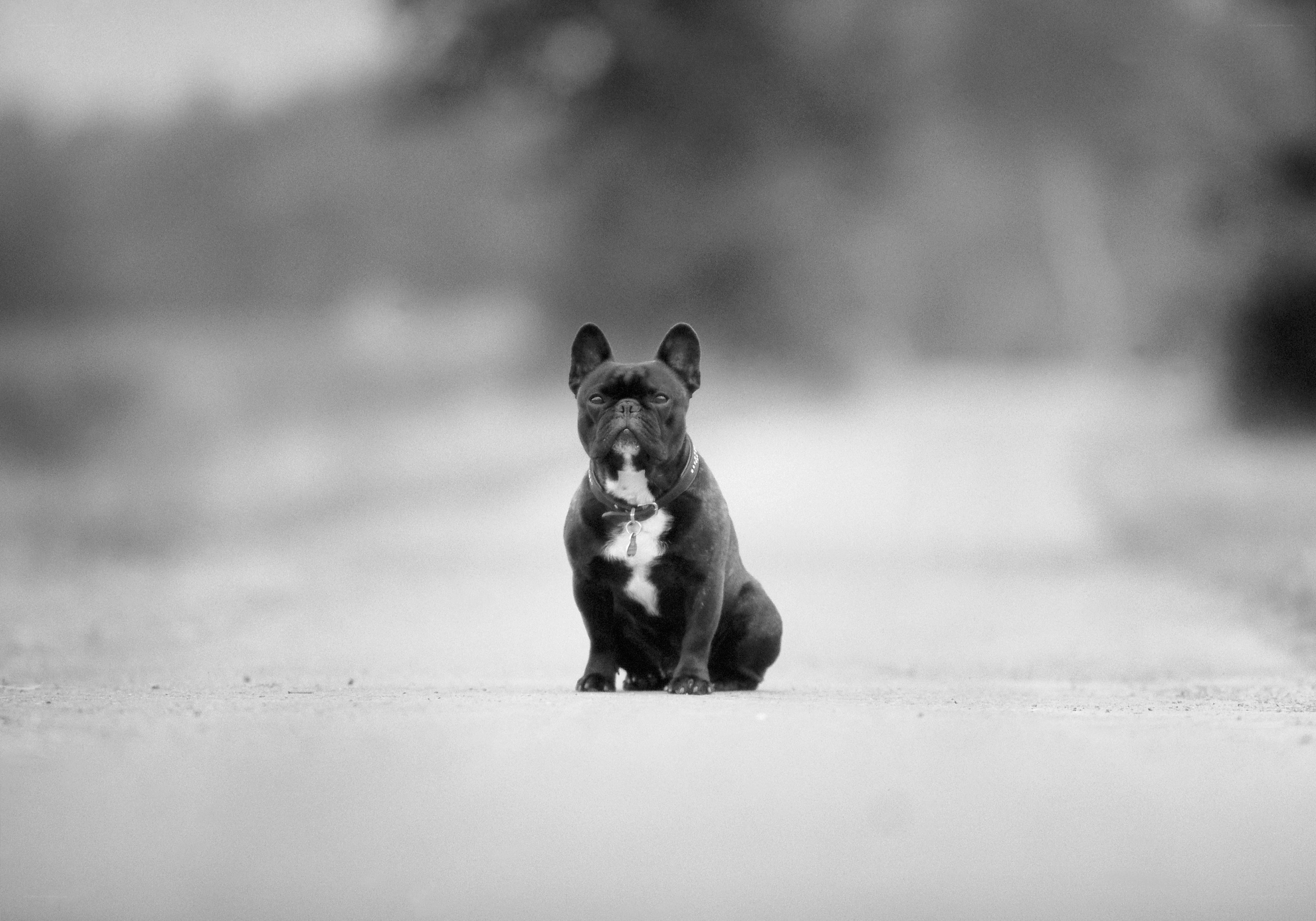 black french bulldog sitting