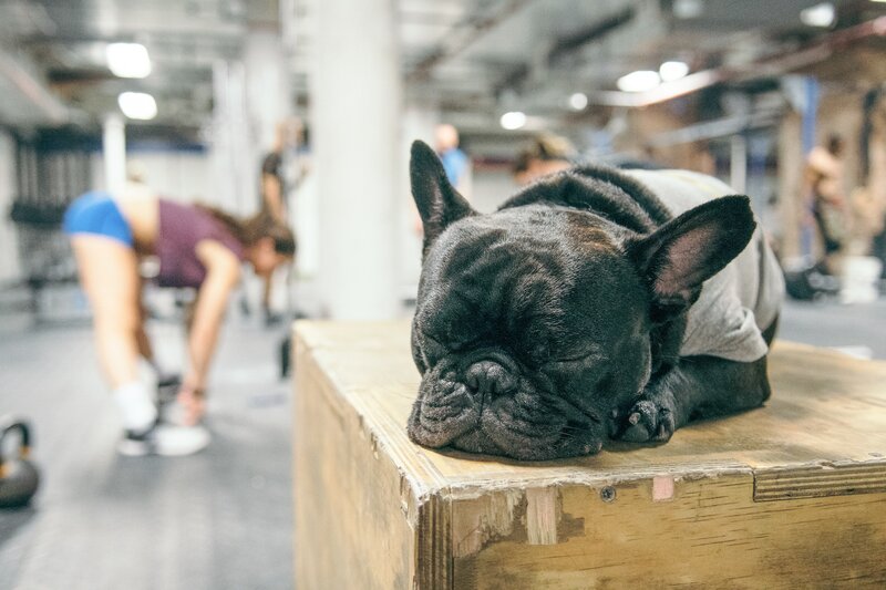 Black French Bulldog Sleeping — Calm