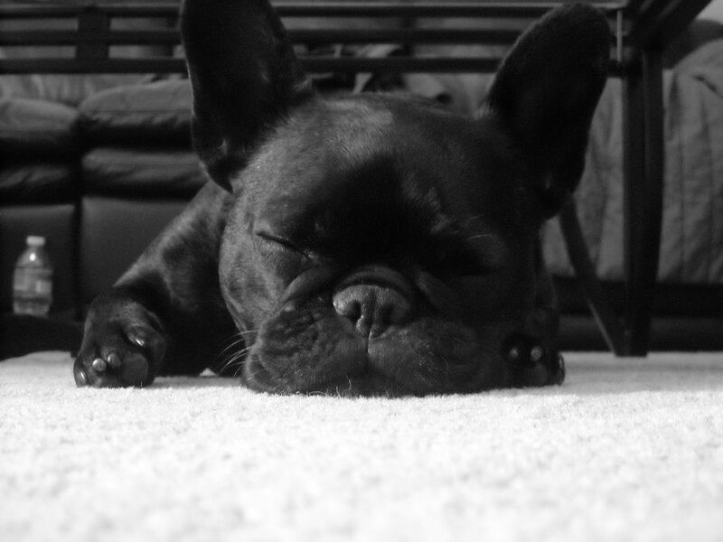 Black French Bulldog Sleeping — Peaceful