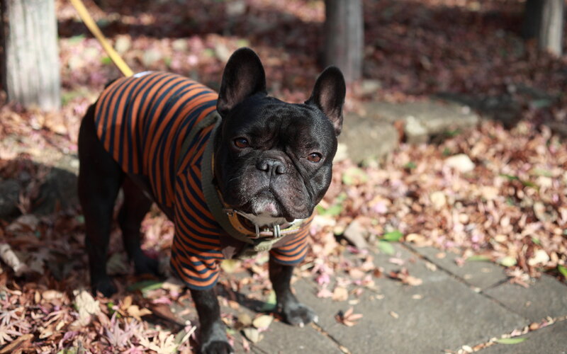 Black French Bulldog