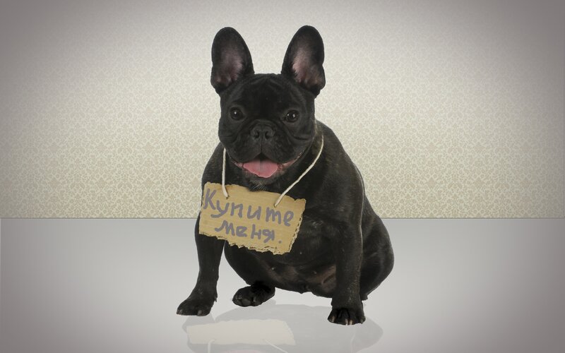 Black French Bulldog with Sign