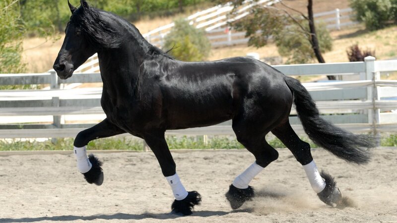 Black Friesian Horse — Active, Afternoon