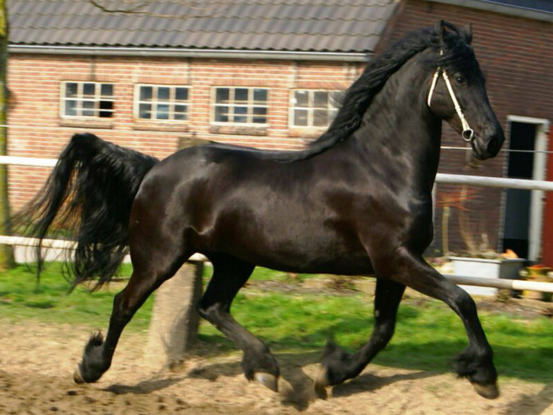 Black Friesian Horse — Active