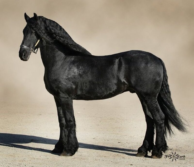 Black Friesian Horse — Calm, Afternoon, Photograph, Saddle