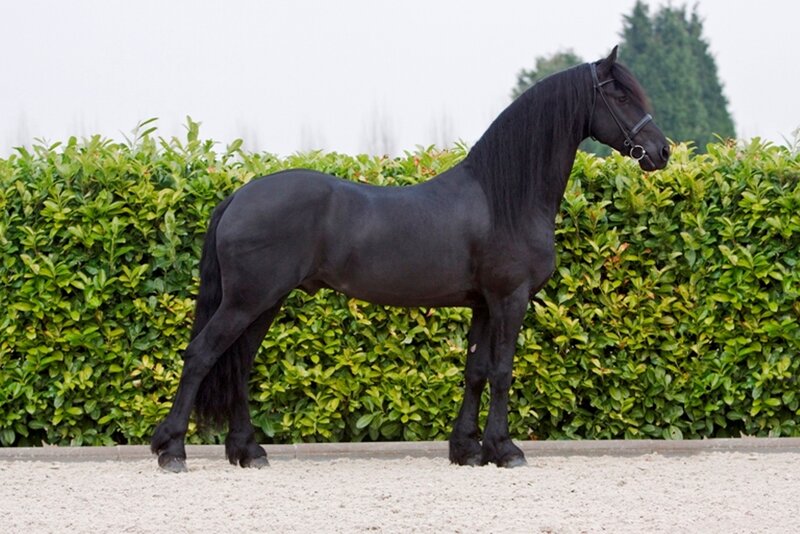 Black Friesian Horse — Calm, Photograph, Hedge