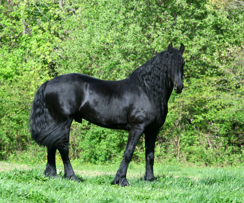 Black Friesian Horse — Calm, Spring