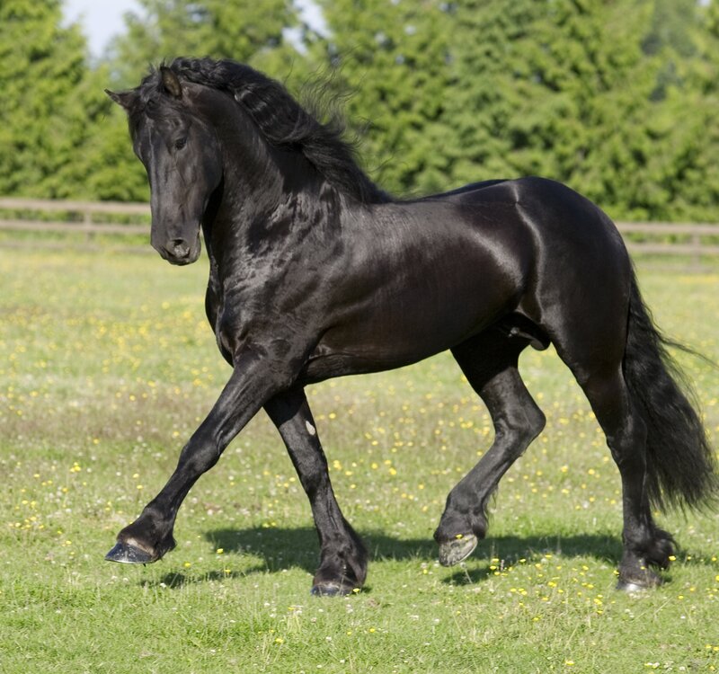 Black Friesian Horse — Calm