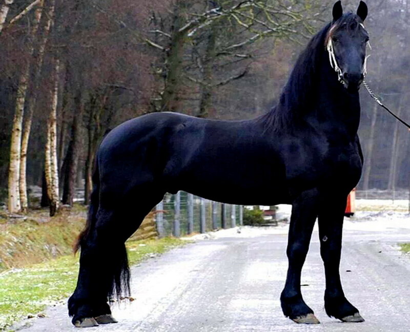 Black Friesian Horse — Calm, Winter