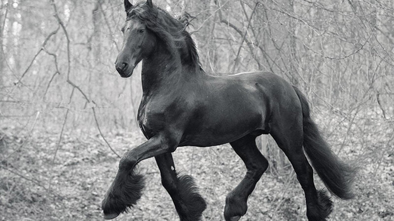 Black Friesian Horse — Dramatic, Photograph