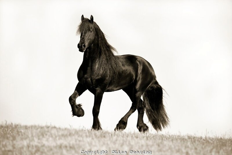 Black Friesian Horse — Dramatic