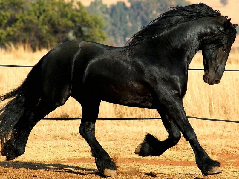 Black Friesian Horse — Dynamic, Afternoon, Photograph, Field