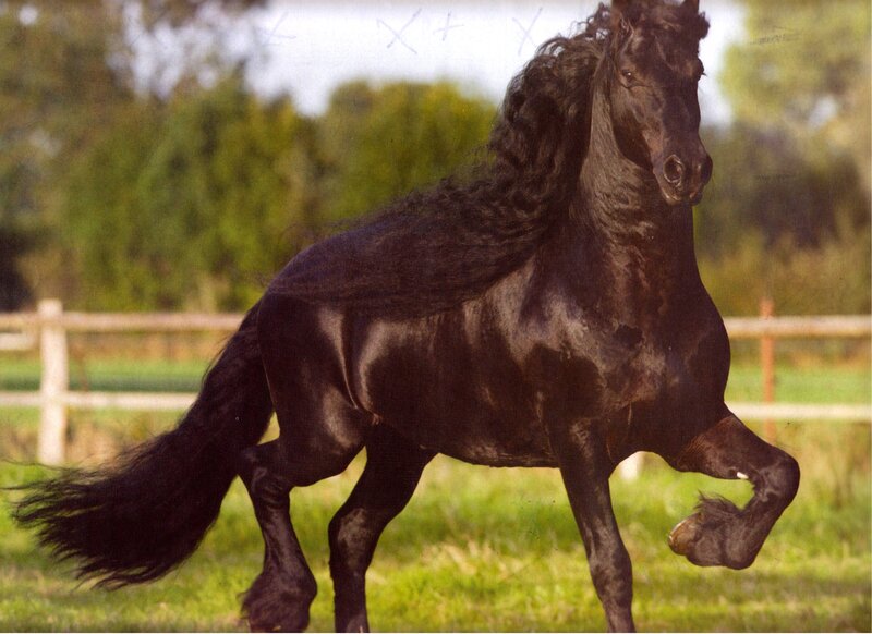 Black Friesian Horse — Dynamic, Afternoon, Photograph, Grass Field