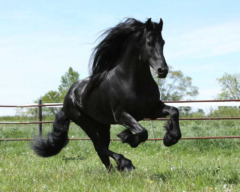 Black Friesian Horse — Dynamic, Afternoon