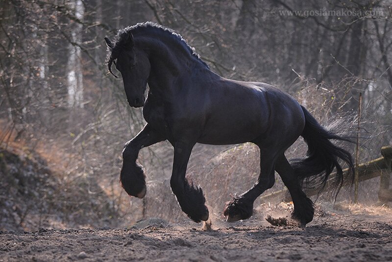 Black Friesian Horse — Dynamic, Autumn