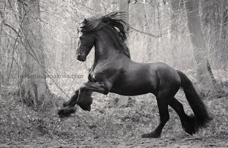 Black Friesian Horse — Dynamic, Photograph, Forest