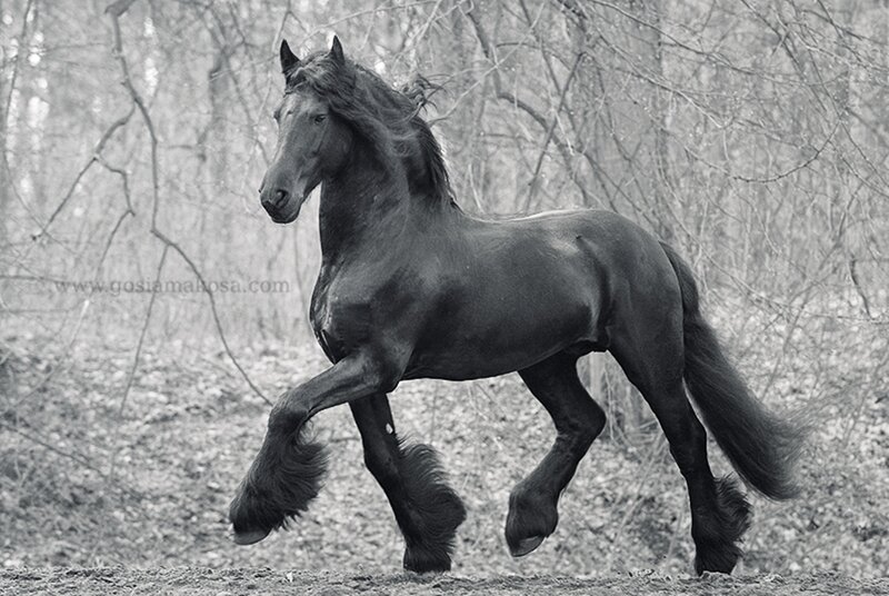 Black Friesian Horse — Dynamic, Photograph