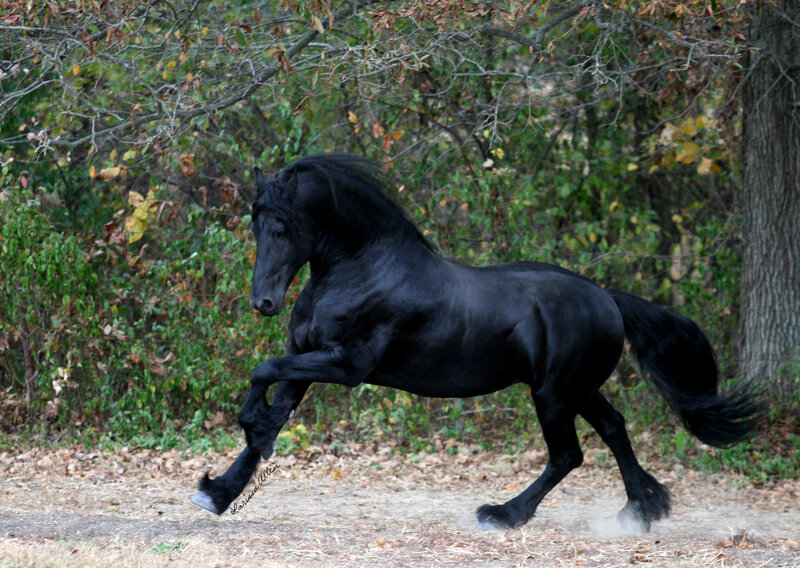 Black Friesian Horse — Dynamic