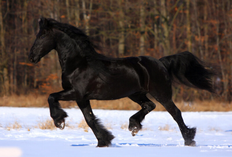 Black Friesian Horse — Dynamic, Winter, Photograph
