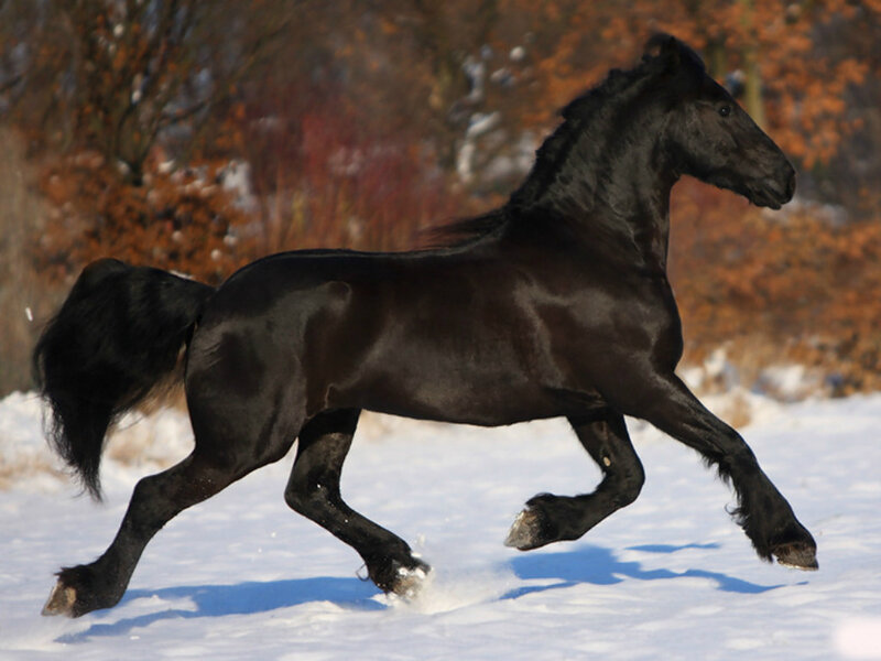 Black Friesian Horse — Dynamic, Winter