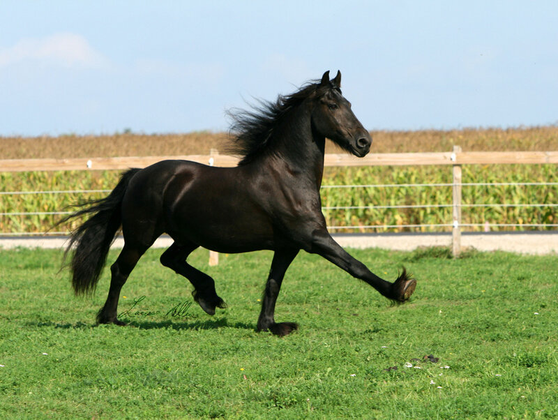 Black Friesian Horse — Green, Active